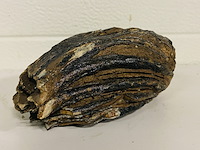 Mammoetkies (wolharige) - afbeelding 3 van  4