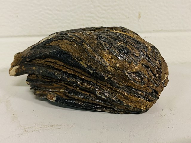 Mammoetkies (wolharige) - afbeelding 4 van  4