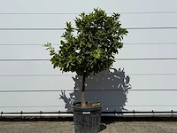 Mandarijnboom - citrus reticulata - hoogte ca. 150 cm - afbeelding 1 van  8