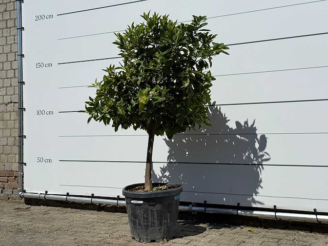 Mandarijnboom - citrus reticulata - hoogte ca. 150 cm - afbeelding 3 van  8