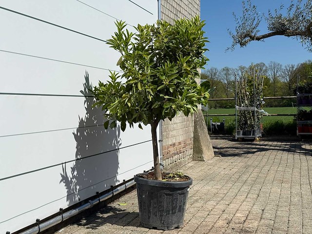Mandarijnboom - citrus reticulata - hoogte ca. 150 cm - afbeelding 6 van  8