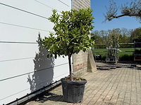 Mandarijnboom - citrus reticulata - hoogte ca. 150 cm - afbeelding 6 van  8
