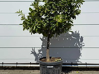 Mandarijnboom - citrus reticulata - hoogte ca. 150 cm - afbeelding 8 van  8