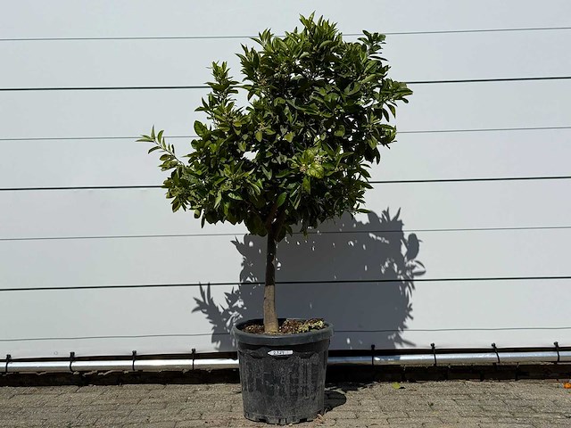 Mandarijnboom - citrus reticulata - hoogte ca. 160 cm - afbeelding 2 van  8