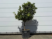 Mandarijnboom - citrus reticulata - hoogte ca. 160 cm - afbeelding 2 van  8
