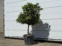 Mandarijnboom - citrus reticulata - hoogte ca. 160 cm - afbeelding 3 van  8