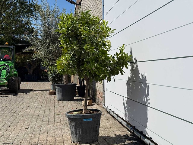 Mandarijnboom - citrus reticulata - hoogte ca. 160 cm - afbeelding 4 van  8