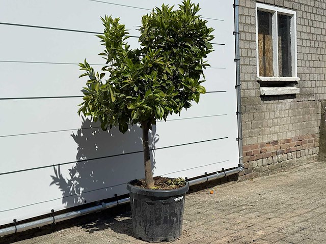 Mandarijnboom - citrus reticulata - hoogte ca. 160 cm - afbeelding 5 van  8