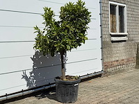 Mandarijnboom - citrus reticulata - hoogte ca. 160 cm - afbeelding 5 van  8