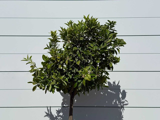 Mandarijnboom - citrus reticulata - hoogte ca. 160 cm - afbeelding 7 van  8