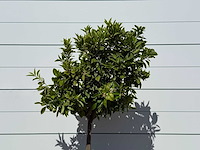 Mandarijnboom - citrus reticulata - hoogte ca. 160 cm - afbeelding 7 van  8