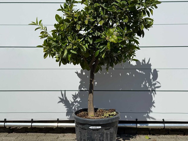 Mandarijnboom - citrus reticulata - hoogte ca. 160 cm - afbeelding 8 van  8