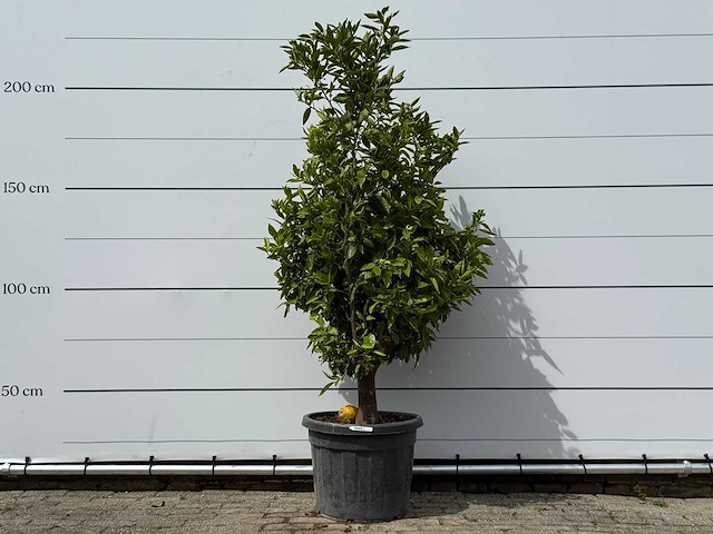 Mandarijnboom - citrus reticulata - hoogte ca. 200 cm - afbeelding 1 van  4
