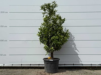 Mandarijnboom - citrus reticulata - hoogte ca. 200 cm - afbeelding 1 van  4