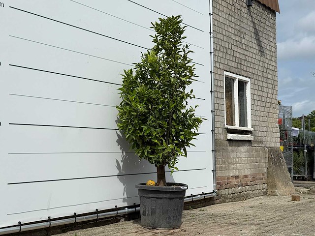 Mandarijnboom - citrus reticulata - hoogte ca. 200 cm - afbeelding 3 van  4