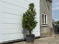 Mandarijnboom - citrus reticulata - hoogte ca. 200 cm - afbeelding 3 van  4
