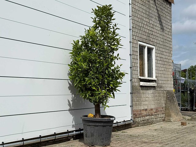 Mandarijnboom - citrus reticulata - hoogte ca. 200 cm - afbeelding 4 van  4