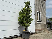 Mandarijnboom - citrus reticulata - hoogte ca. 200 cm - afbeelding 4 van  4