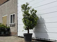 Mandarijnboom - citrus reticulata - hoogte ca. 200 cm - afbeelding 2 van  4