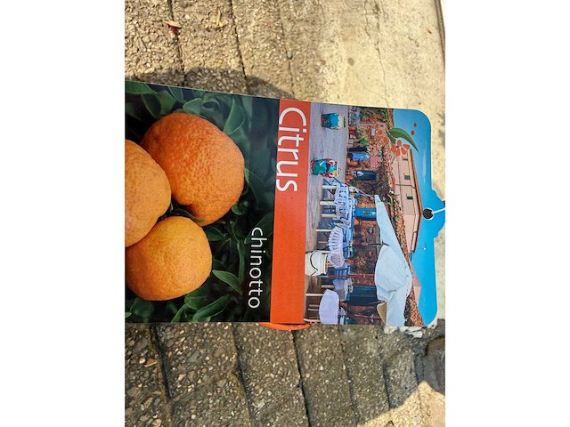 Mandarijnboom - vrucht- / fruitboom - citrus chinotto - hoogte ca. 70cm - afbeelding 6 van  6