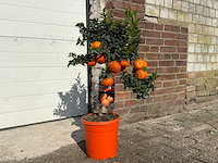 Mandarijnboom - vrucht- / fruitboom - citrus chinotto - hoogte ca. 70cm - afbeelding 2 van  3