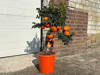 Mandarijnboom - vrucht- / fruitboom - citrus chinotto - hoogte ca. 70cm - afbeelding 4 van  6