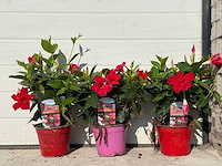 Mandeville mix - dipladenia rio mix - 1x roze/2x rood hoogte ca. 40cm (3x) - afbeelding 1 van  4