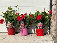 Mandeville mix - dipladenia rio mix - 1x roze/2x rood hoogte ca. 40cm (3x) - afbeelding 2 van  4
