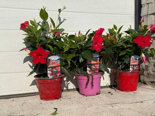 Mandeville mix - dipladenia rio mix - 1x roze/2x rood hoogte ca. 40cm (3x) - afbeelding 3 van  4