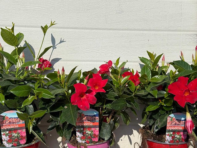 Mandeville mix - dipladenia rio mix - 1x roze/2x rood hoogte ca. 40cm (3x) - afbeelding 4 van  4