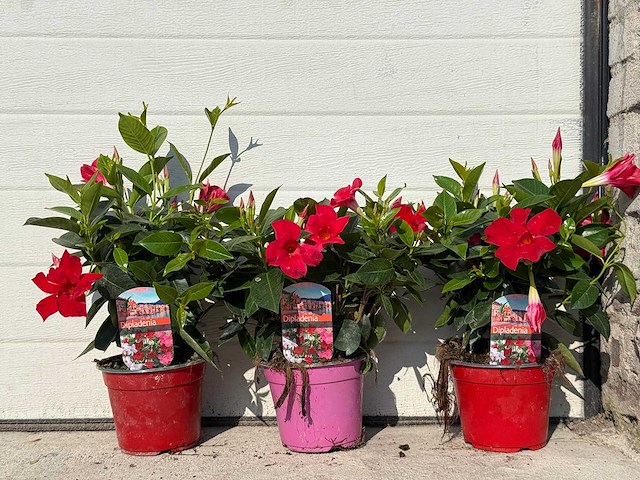 Mandeville mix - dipladenia rio mix - 1x roze/2x rood hoogte ca. 40cm (3x) - afbeelding 1 van  4