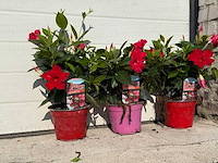 Mandeville mix - dipladenia rio mix - 1x roze/2x rood hoogte ca. 40cm (3x) - afbeelding 1 van  2
