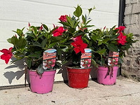 Mandeville mix - dipladenia rio mix - 2x roze/1x rood hoogte ca. 40cm (3x) - afbeelding 1 van  2