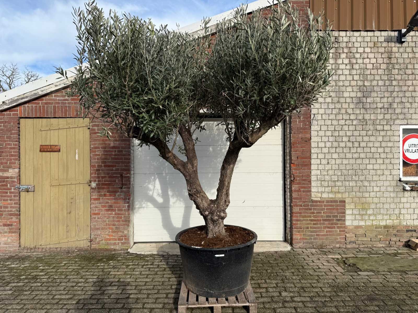 Mediterrane palmen, olijfbomen, fruitbomen en planten