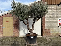 Mediterrane palmen, olijfbomen, fruitbomen en planten