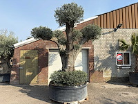 Mediterrane palmen, olijfbomen, fruitbomen en planten
