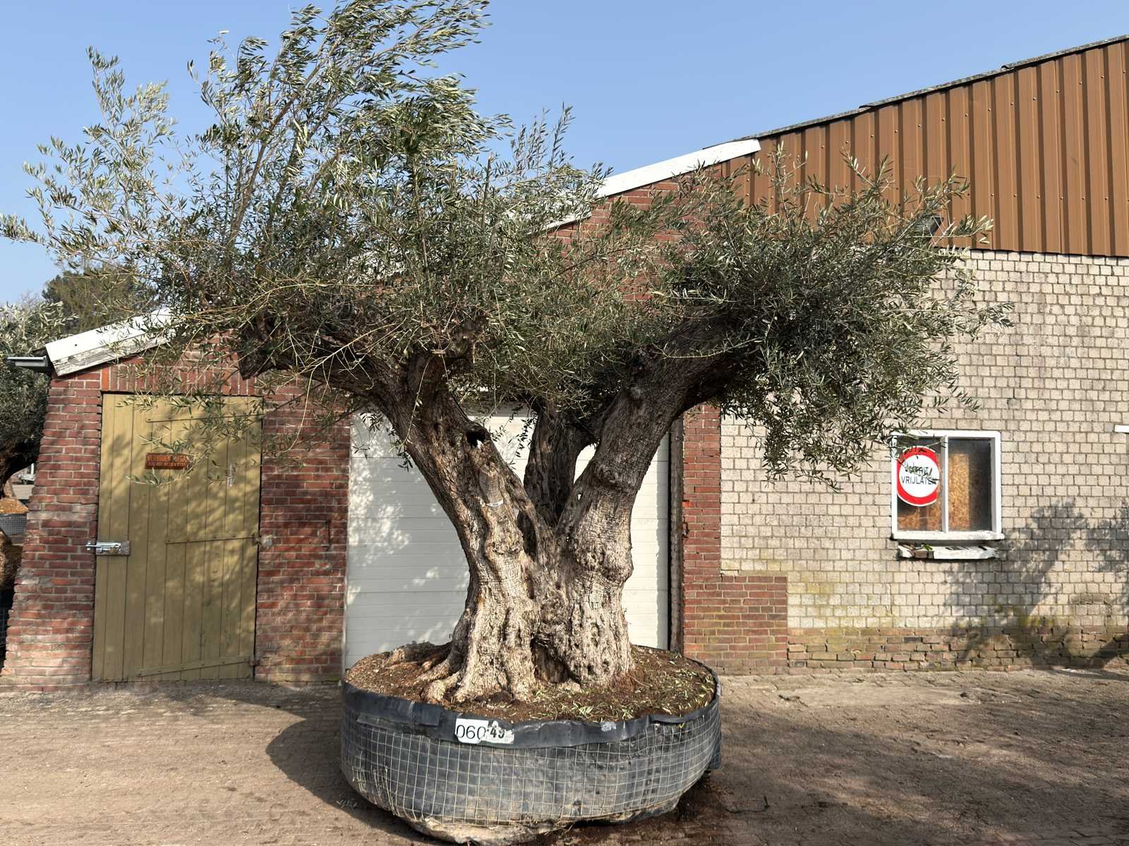 Mediterrane palmen, olijfbomen, fruitbomen en planten