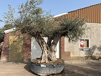 Mediterrane palmen, olijfbomen, fruitbomen en planten