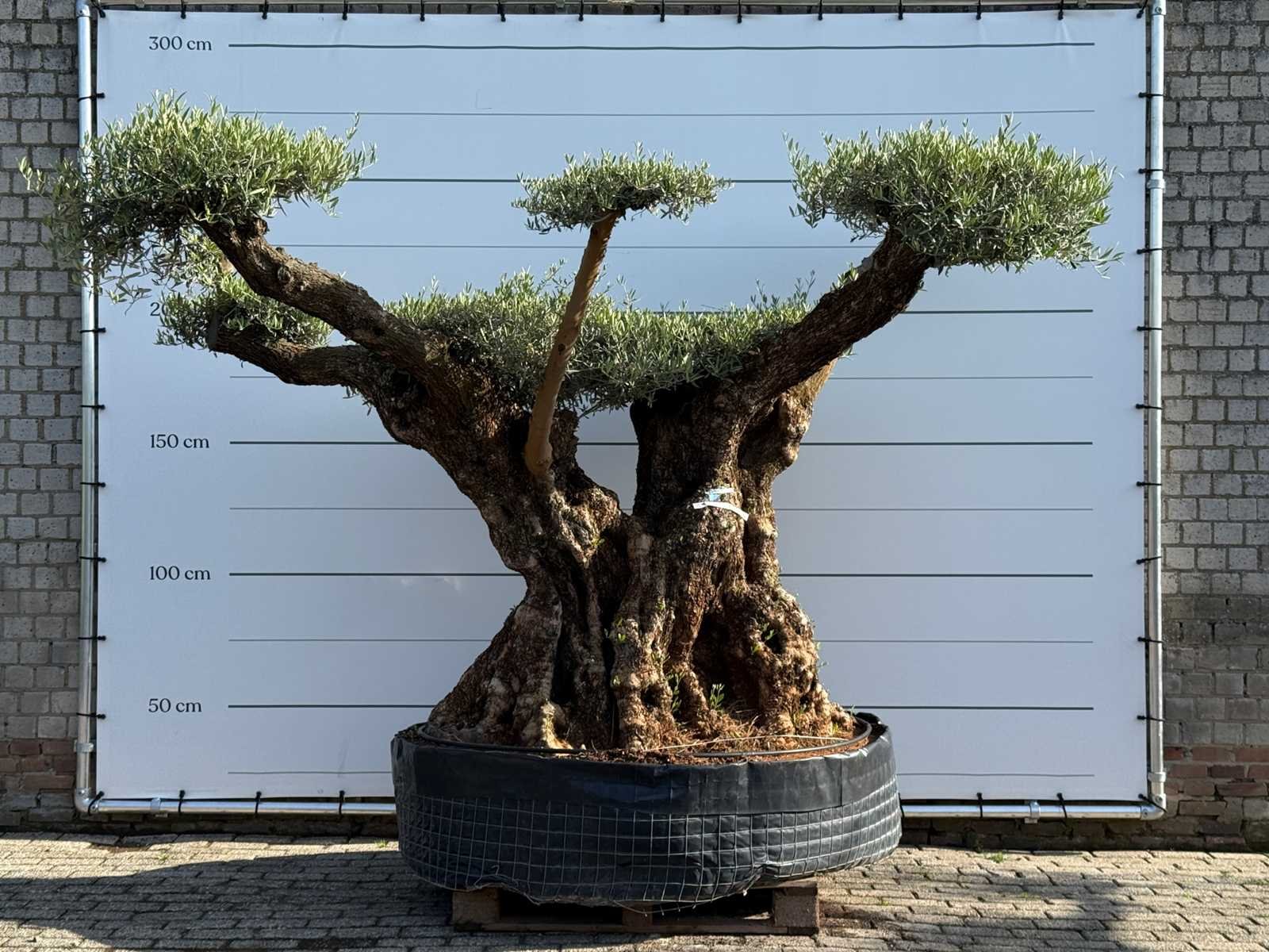 Mediterrane palmen, olijfbomen, fruitbomen en planten
