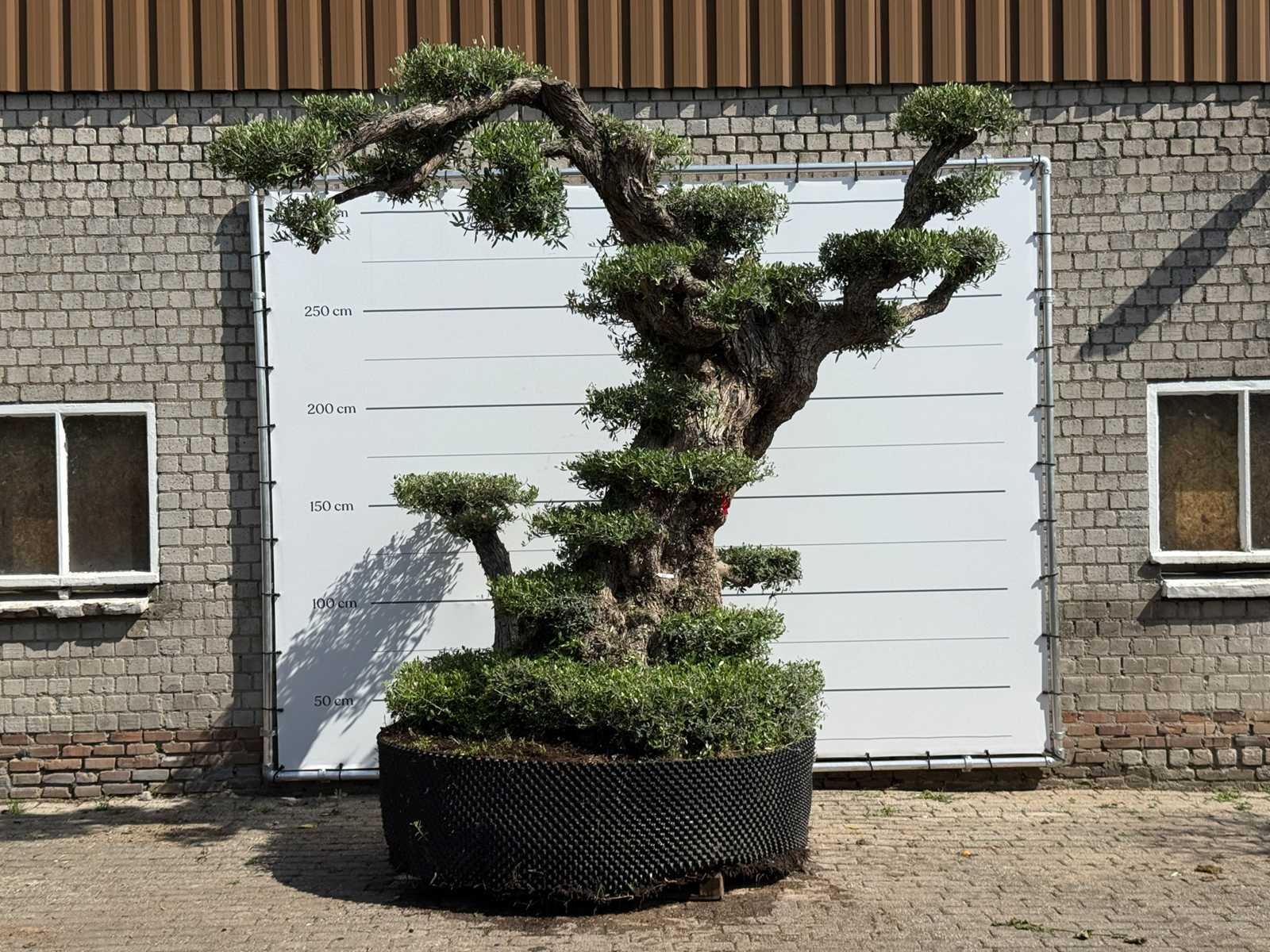 Mediterrane palmen, olijfbomen, fruitbomen en planten