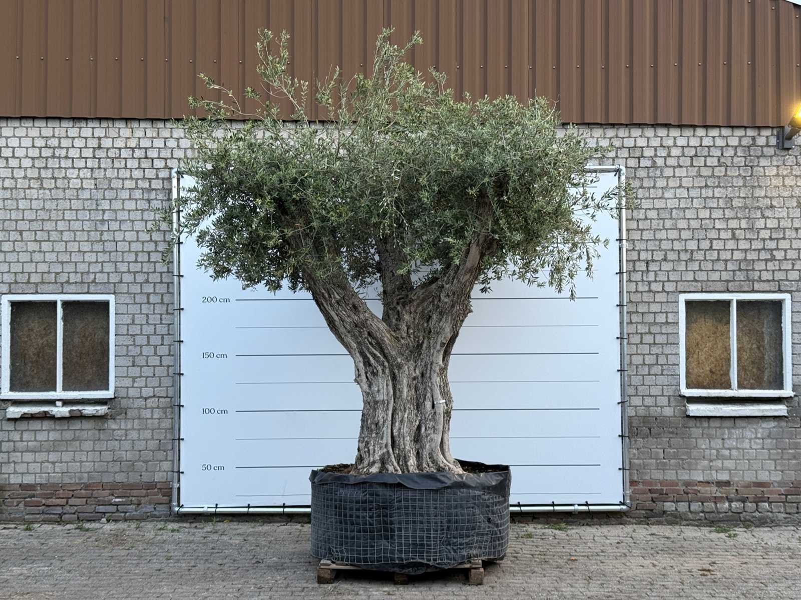 Mediterrane palmen, olijfbomen, fruitbomen en planten