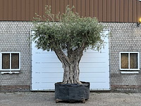 Mediterrane palmen, olijfbomen, fruitbomen en planten