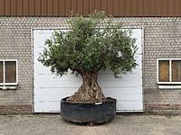 Mediterrane palmen, olijfbomen, fruitbomen en planten