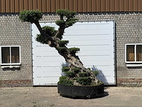 Mediterrane palmen, olijfbomen, fruitbomen en planten