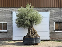 Mediterrane palmen, olijfbomen, fruitbomen en planten