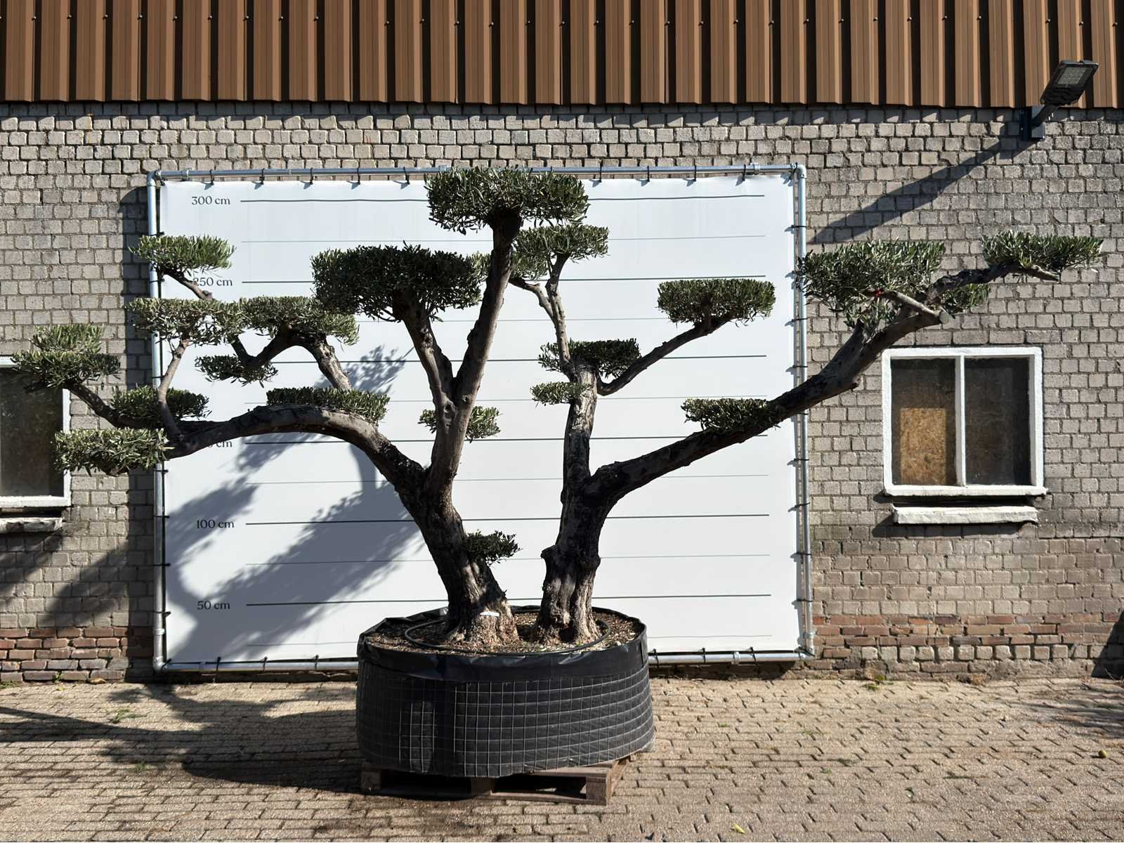 Mediterrane palmen, olijfbomen, fruitbomen en planten