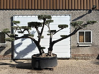 Mediterrane palmen, olijfbomen, fruitbomen en planten