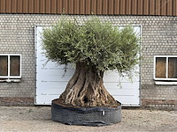 Mediterrane palmen, olijfbomen, fruitbomen en planten