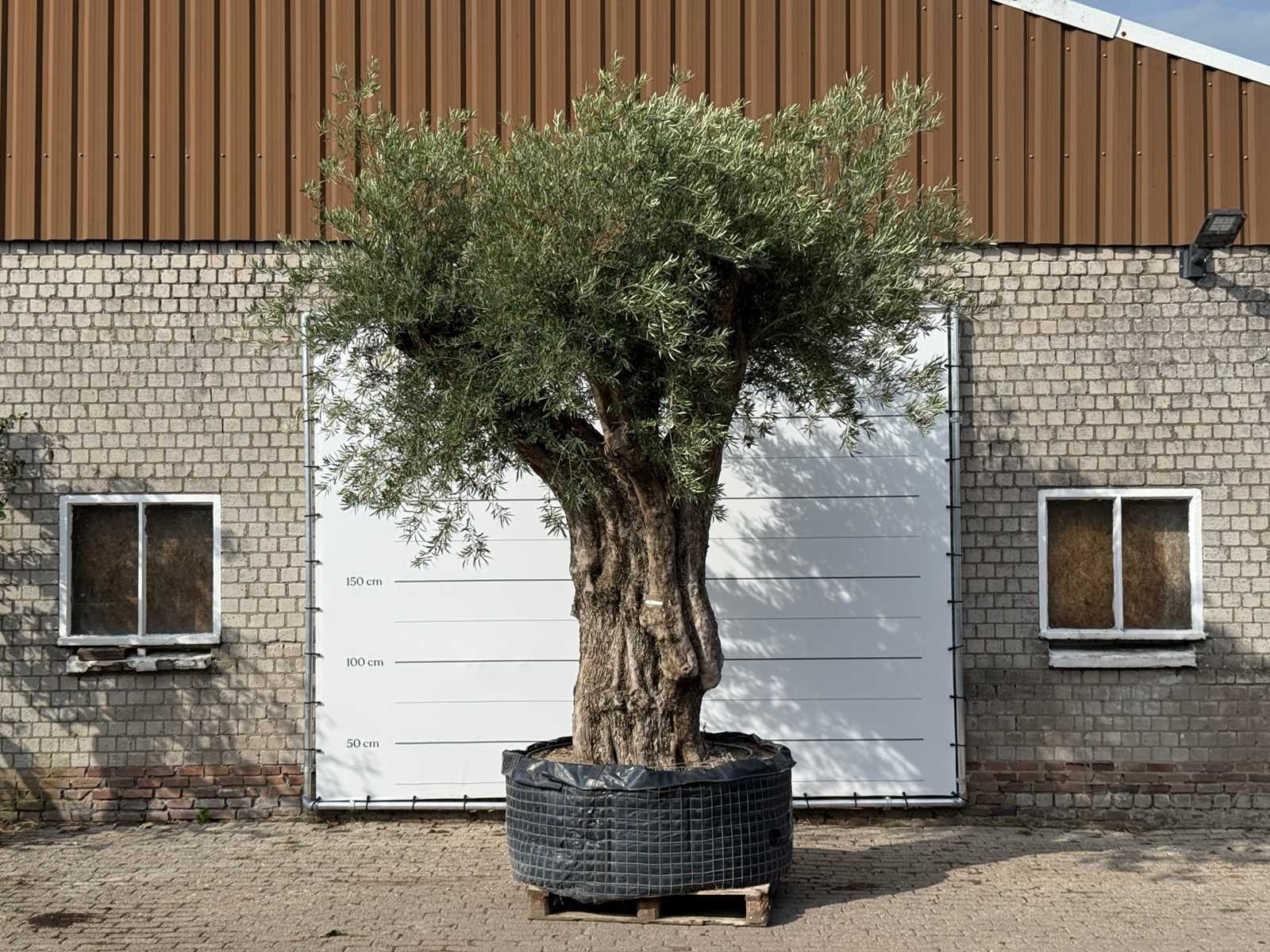 Mediterrane palmen, olijfbomen, fruitbomen en planten