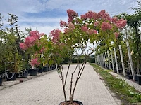 Meerstammige hortensia, hyrdangea 'limelight', meerstammig, ca. 150-175 cm hoog